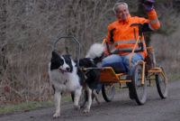 Hundewagen mit 1 Zugstange