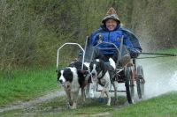 Hundewagen mit 2 Zugstangen