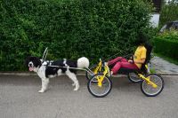 Hundewagen mit 2 Zugstangen  mit eigener Farbwahl